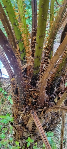 Cyathea villosa