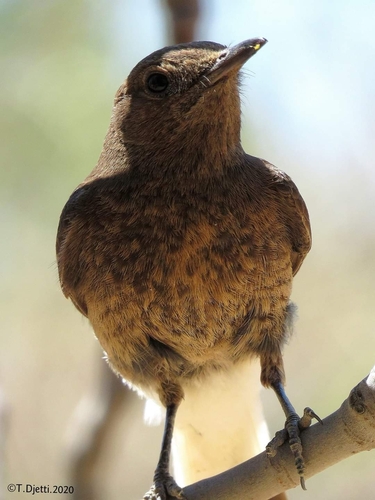 Black Wheatear