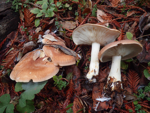 Bitter Brown Leucopax