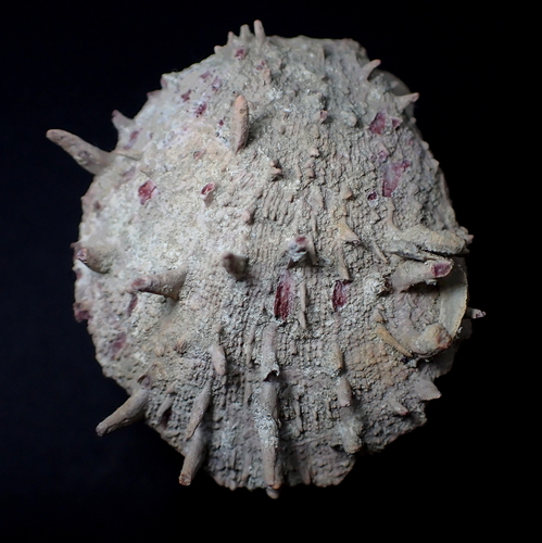 European Thorny Oyster