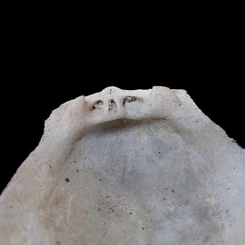 European Thorny Oyster