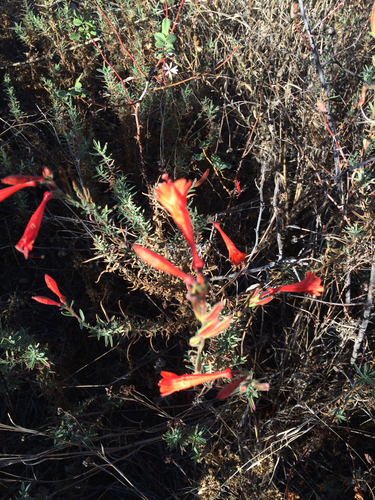 iNaturalist observation photo of California fuchsia