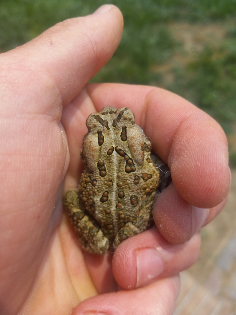 Fowler's Toad from St Inigoes, MD 20684, USA on June 7, 2023 at 12:17 ...