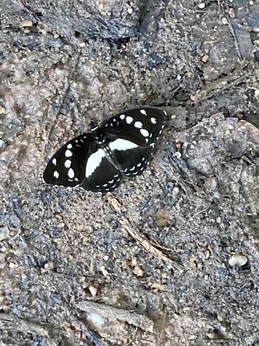 Forest Glade Nymph