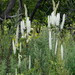 Actaea simplex - Photo (c) snv2, all rights reserved, uploaded by snv2