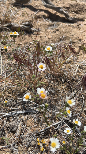Glandular Layia foliage