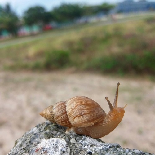 Bulimulus