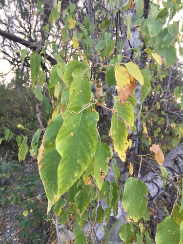 Tree Morning Glory