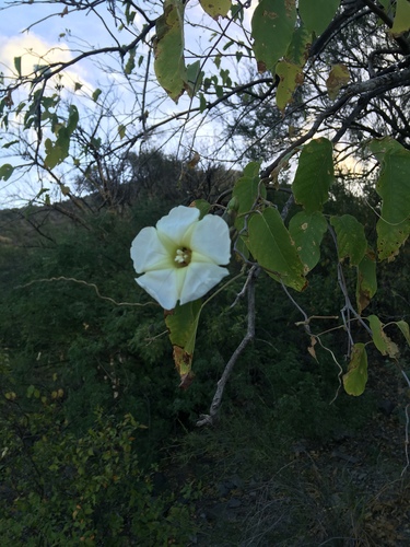 Tree Morning Glory