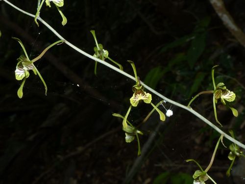 Eulophia spathulifera