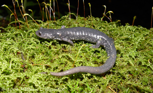 Southern Appalachian Salamander