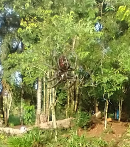 Parawixia bistriata