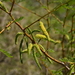 Prosopis glandulosa torreyana - Photo 由 Chris McCreedy 所上傳的 (c) Chris McCreedy，保留所有權利