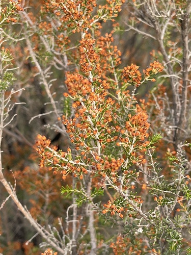 Avistamiento Erica arborea