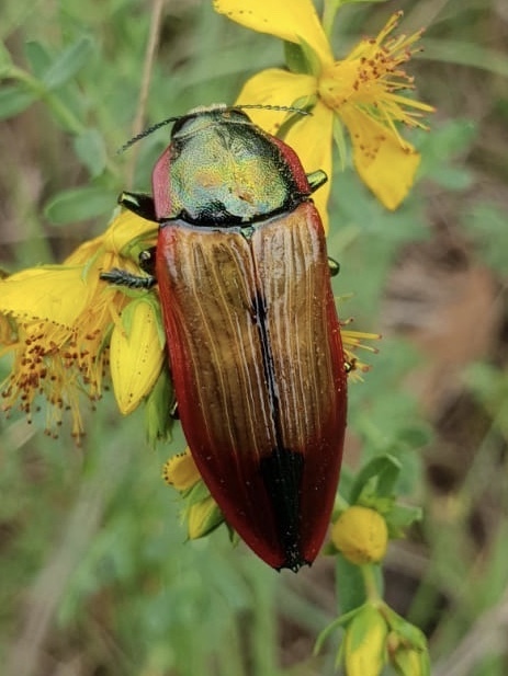 Temognatha affinis · iNaturalist