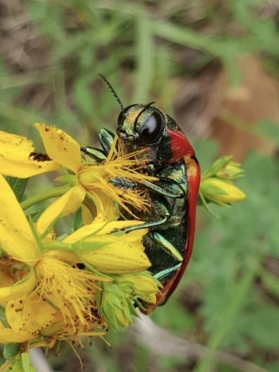 Temognatha affinis · iNaturalist
