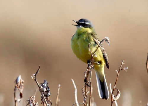 Eastern Yellow Wagtail