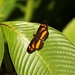 Mariposa Creciente Chinanteca - Photo (c) Jeremy Gatten, todos los derechos reservados, uploaded by Jeremy Gatten