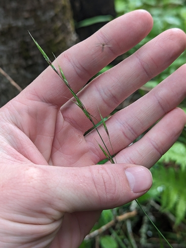 Schizachne purpurascens ssp. purpurascens