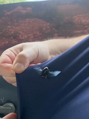 Large Black Nest Chafer
