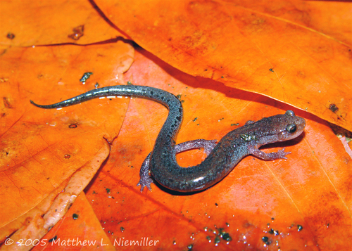 Northern Zigzag Salamander