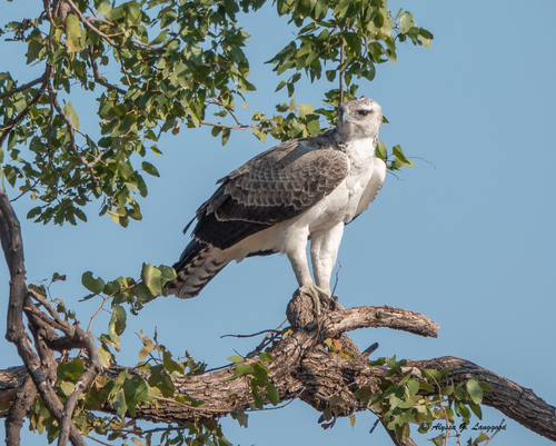 Martial Eagle