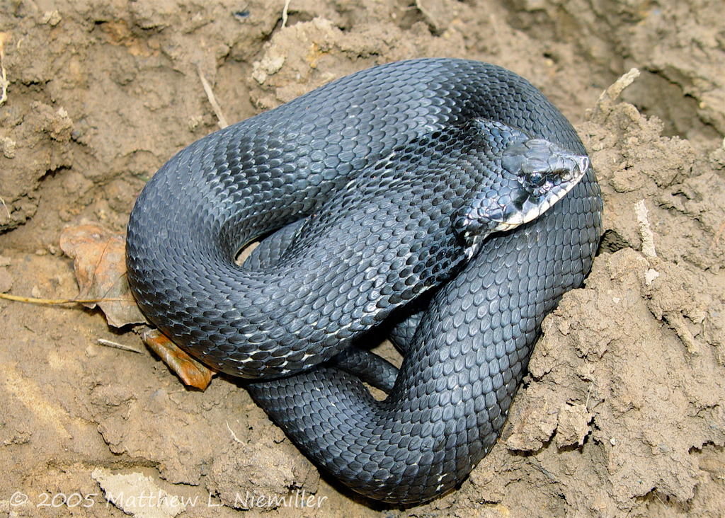 Species Profile: Eastern Hognose Snake (Heterodon platirhinos