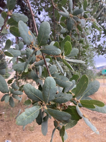 blue oak