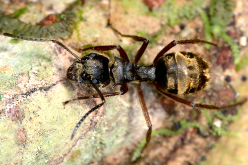 Dolichoderus validusDolichoderus validus