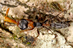 Pseudomyrmex gracilis image
