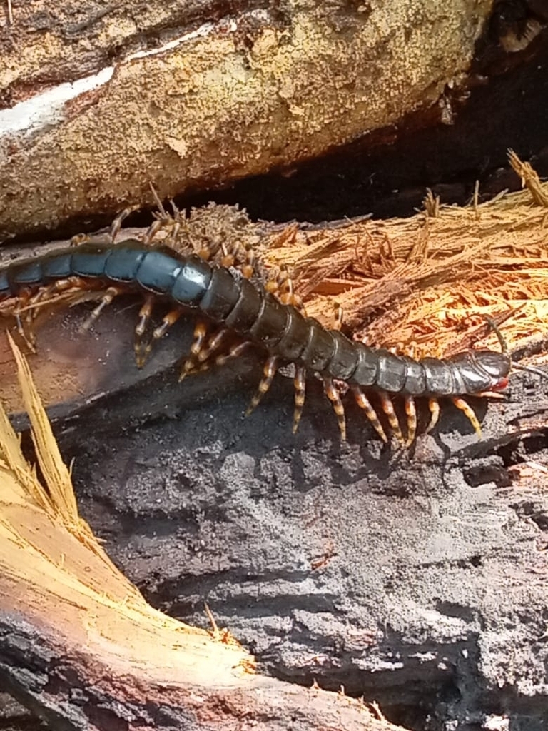 Amazonian Giant Centipede from 3208, Yaracuy, Venezuela on May 4, 2023