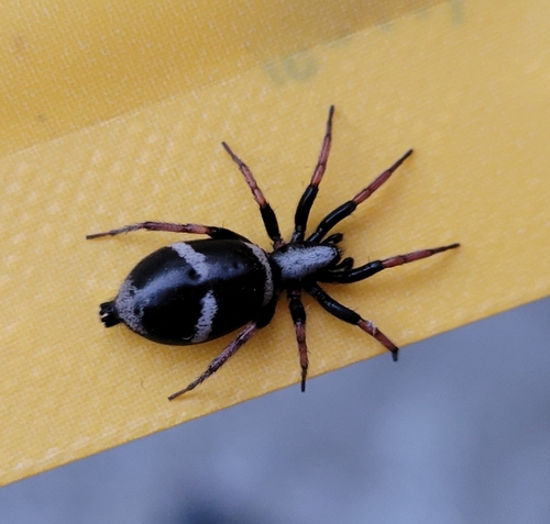 Sergiolus columbianus