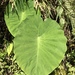 Colocasia esculenta - Photo (c) Brian Cheng, כל הזכויות שמורות, הועלה על ידי Brian Cheng