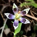 Swertia shintenensis - Photo (c) bfduh, todos los derechos reservados