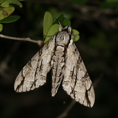 Panogena jasmini