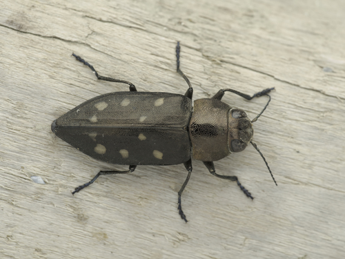 Trachypteris picta (Pallas, 1773)