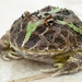 Chacoan Horned Frog - Photo (c) deckard, all rights reserved, uploaded by deckard
