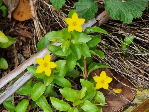 Azorean Loosestrife