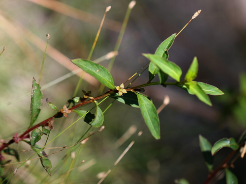 Ludwigia glandulosa ssp. glandulosa