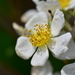 Rosa kwangtungensis - Photo (c) Chiaoyun Cheng, όλα τα δικαιώματα διατηρούνται, uploaded by Chiaoyun Cheng