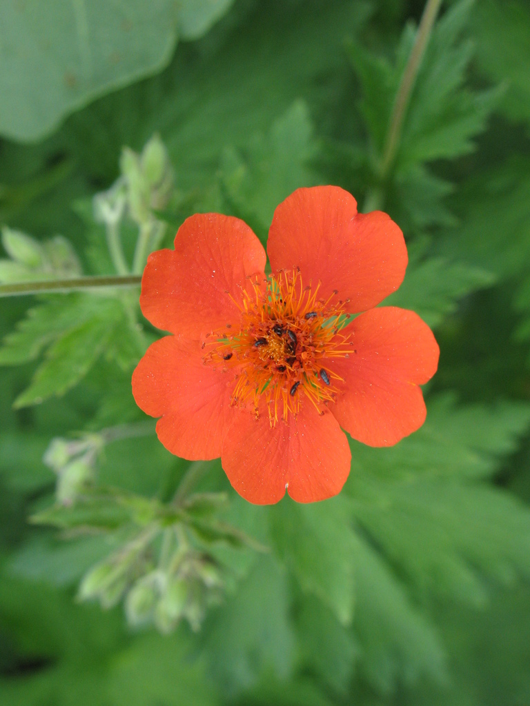 Geum coccineum — a medium houseplant, prefers full sun light