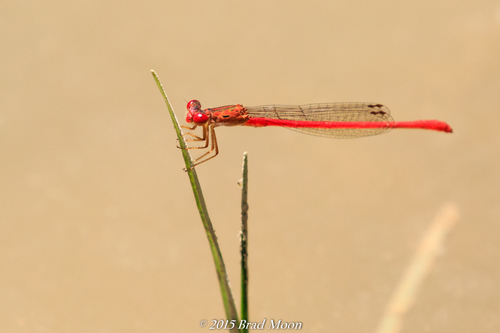 Desert Firetail
