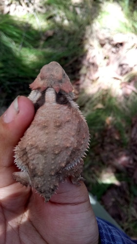 Short-tail Horned Lizard