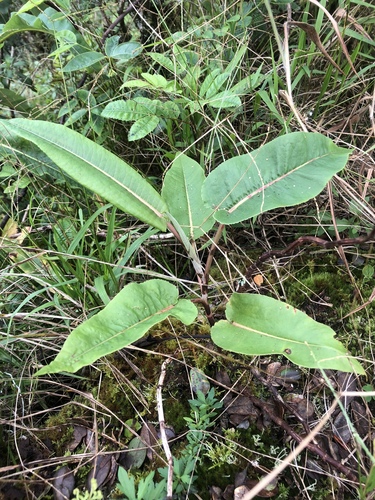 Rumex albescens
