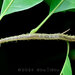 Otostigmus nudus - Photo (c) 豆豆, todos os direitos reservados, uploaded by 豆豆