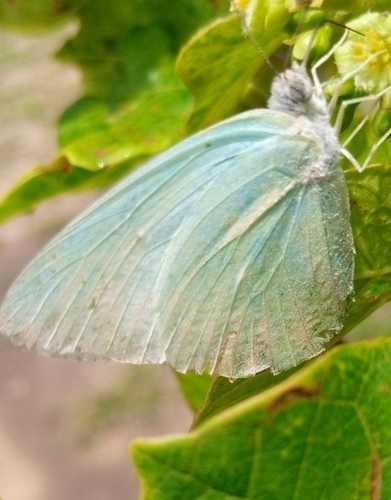 African Migrant