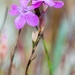 Dianthus langeanus - Photo (c) Julio Eiroa - natureandphoto, kaikki oikeudet pidätetään, lähettänyt Julio Eiroa - natureandphoto