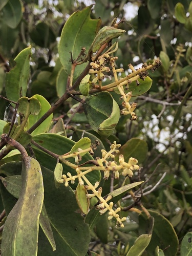 White Mangrove