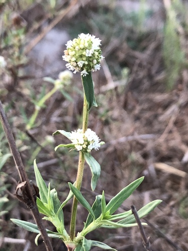 shrubby false buttonweed