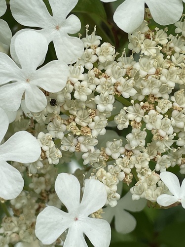 Paprastasis putinas nuotrauka